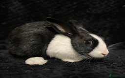 Dutch rabbits for sale: Beautiful Dutch boy  - Image 2