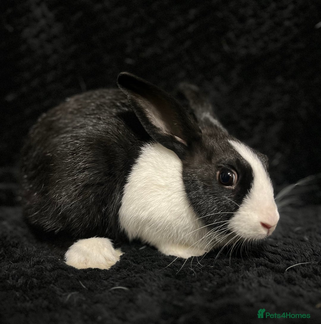 Dutch rabbits for sale: Beautiful Dutch boy  - Image 2