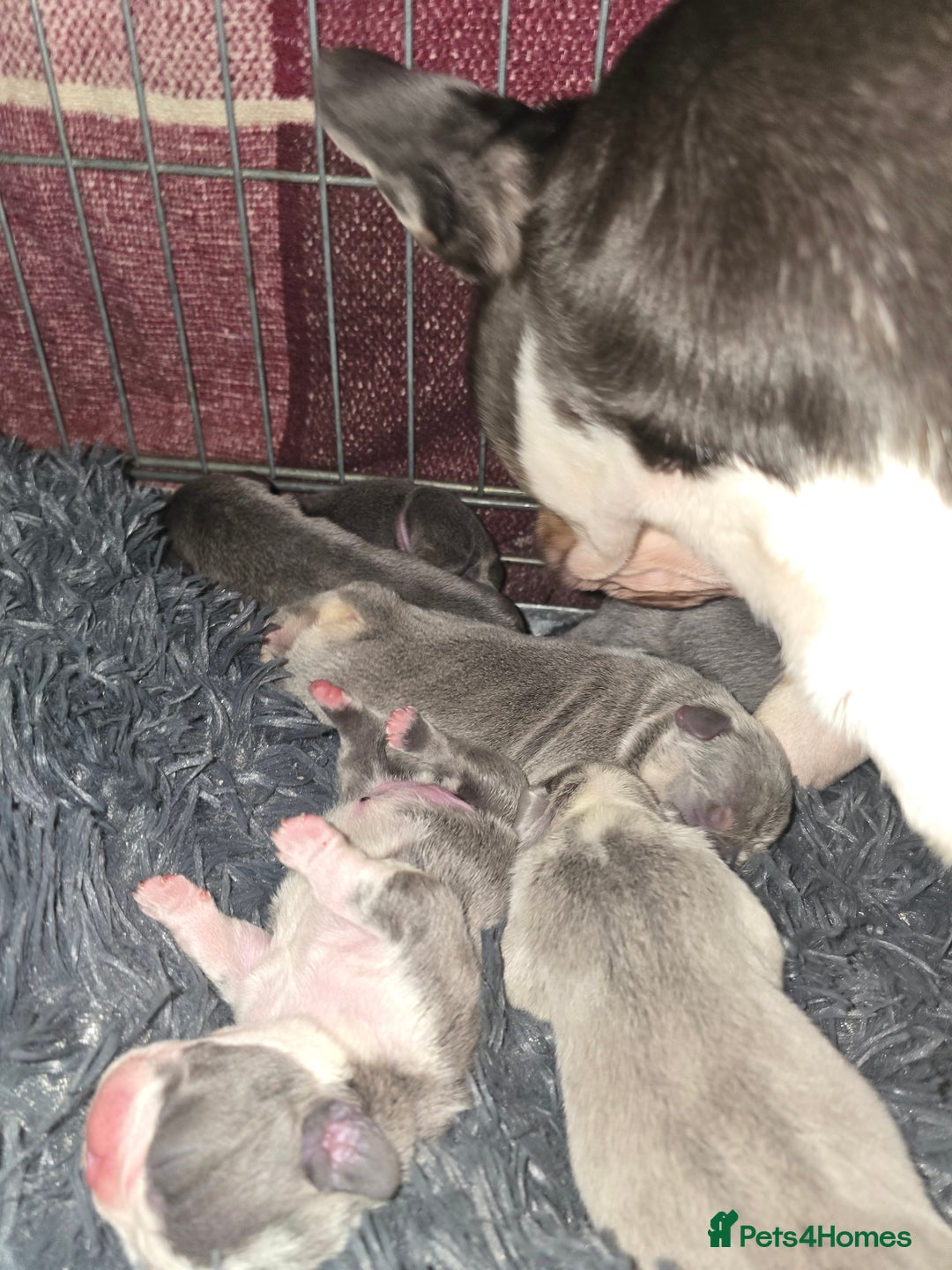 French Bulldog dogs for sale: Beautiful blue & White Blue & Tan - Advert 2