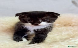Scottish Fold cats for sale: Scottish fold mix with tabby .  - Image 20
