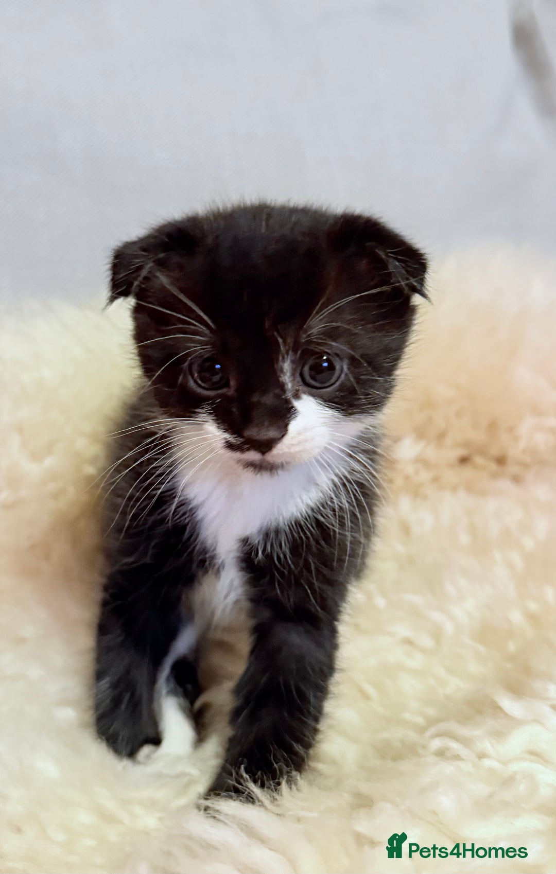 Scottish Fold cats for sale: Scottish fold mix with tabby .  - Image 20