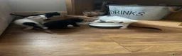 Mixed Breed cats for sale: Kittens for sale  - Advert 5