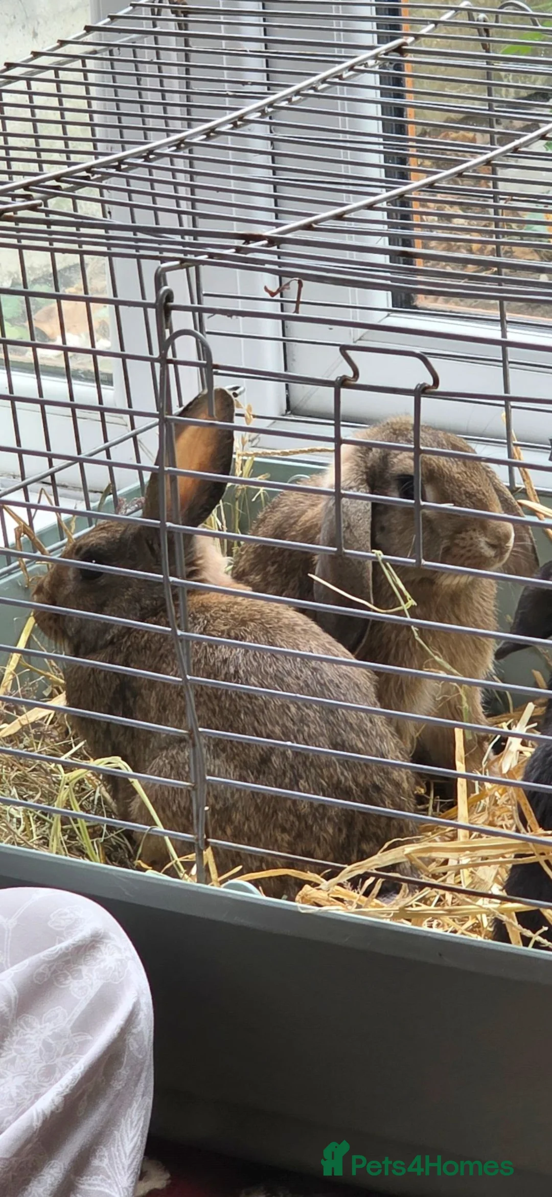 Mini Lop rabbits for sale: Mini lops - Advert 9