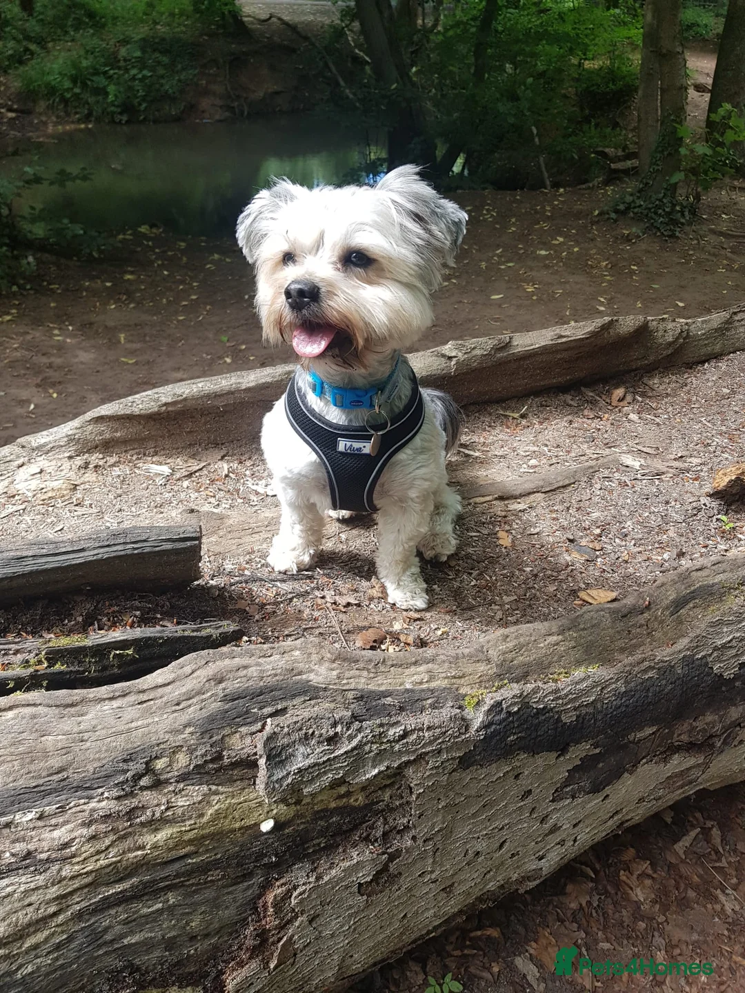 Morkie dogs for sale: Frankie - Advert 2