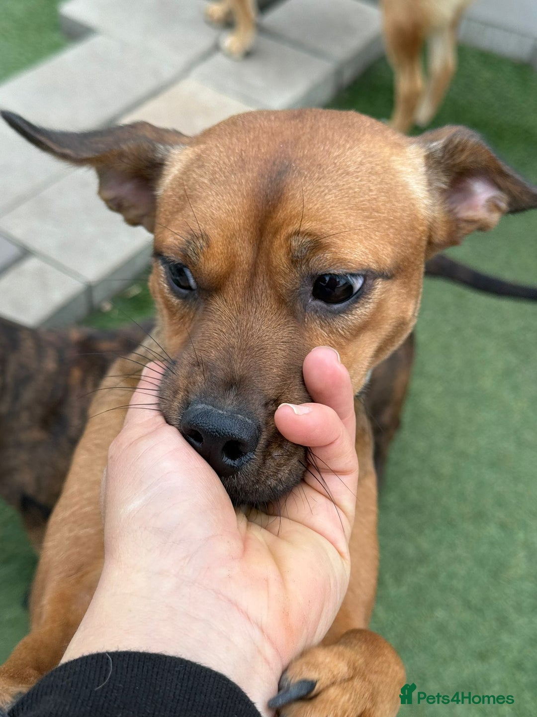 Mixed Breed dogs for adoption: Lovely little Masni wants her home - Advert 9