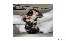 Dachshund dogs for sale: Dachshund puppies  - Image 3