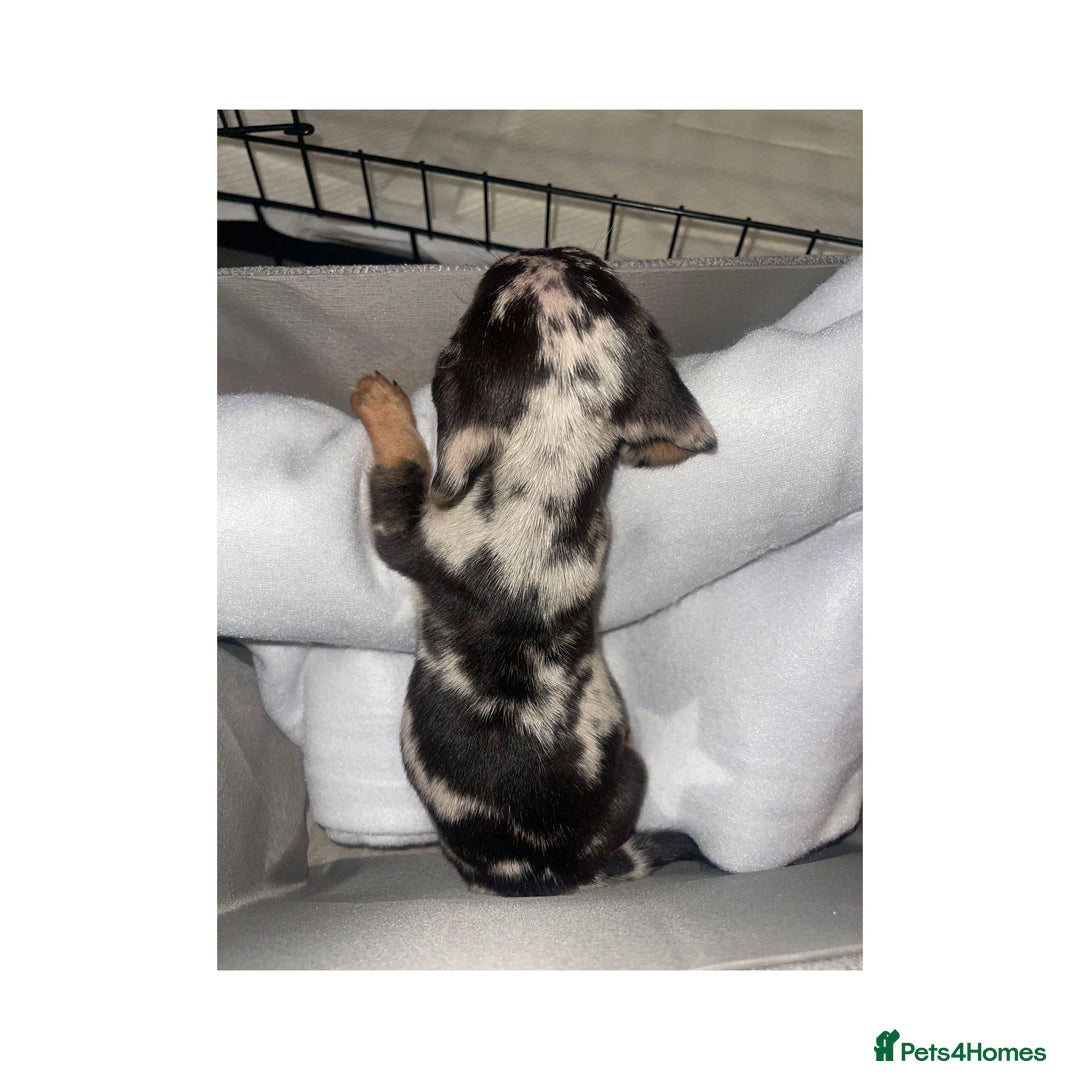 Dachshund dogs for sale: Dachshund puppies  - Image 3