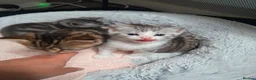 Mixed Breed cats for sale: Siberian X kittens  in Manchester - Advert 10
