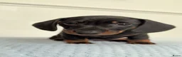 Miniature Dachshund dogs for sale: Miniature Dachshund - Advert 6