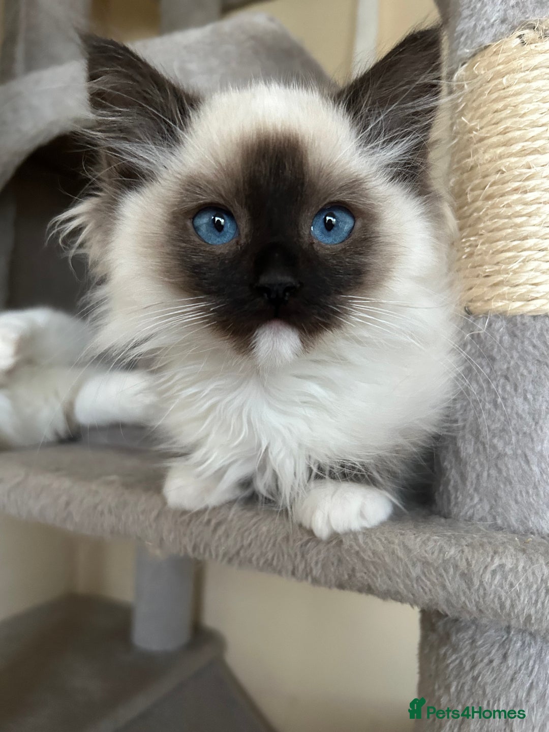 Ragdoll cats for sale: Ragdoll kittens one boy left seal mitted. - Advert 1