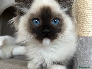 Ragdoll cats Ragdoll kittens one boy left seal mitted. - Advert 2