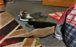 Mixed Breed cats for sale: For sale  - Image 3