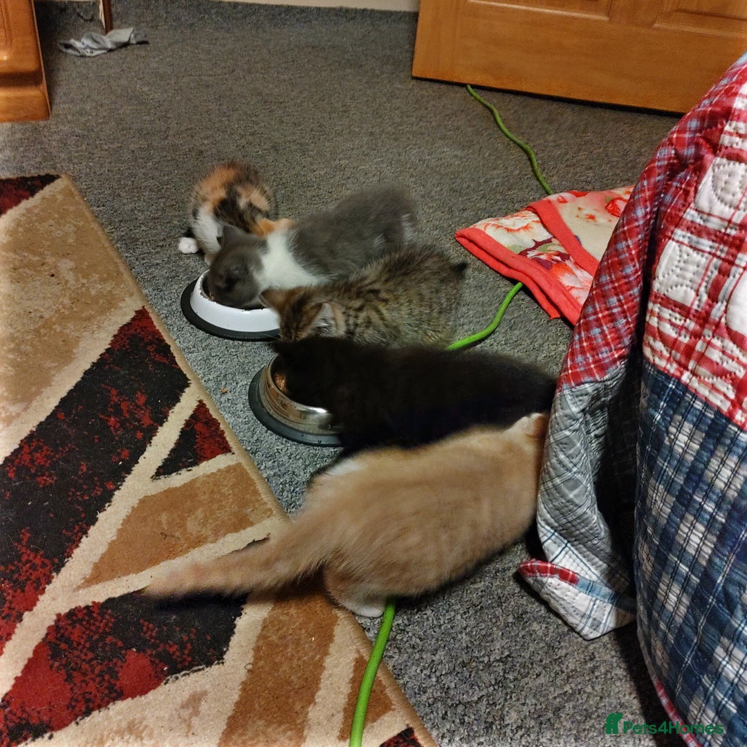 Mixed Breed cats for sale: For sale  - Image 3