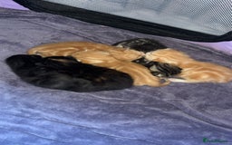 British Shorthair cats for sale: Kittens for sale  - Image 2