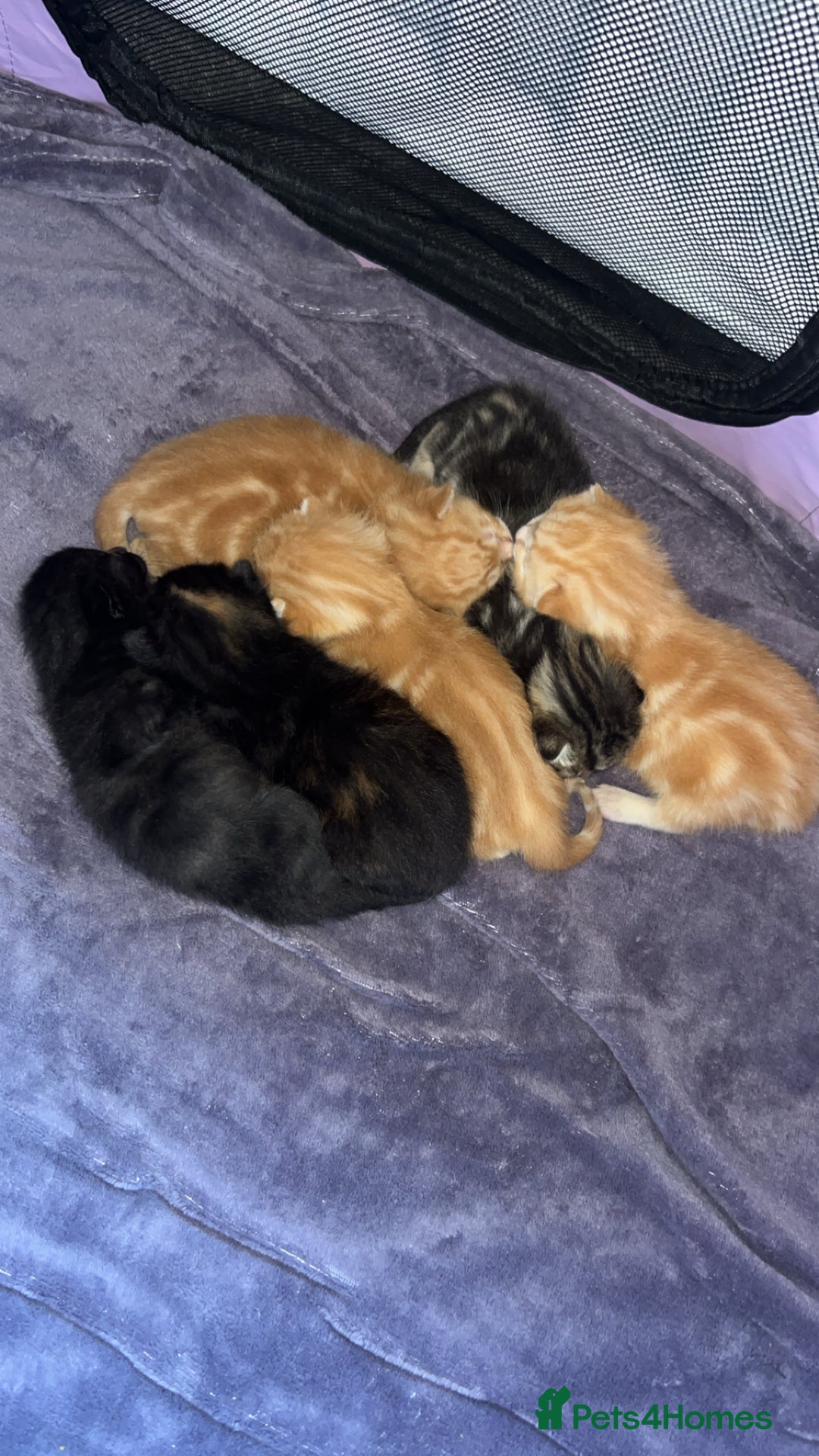 British Shorthair cats for sale: Kittens for sale  - Image 2