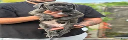 Cane Corso dogs for sale: Merle chunky Cane Corso X Bandogge puppies  - Advert 6