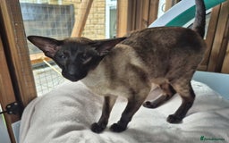 Siamese cats for stud: Seal Point Siamese at stud in Burnley - Image 2