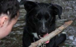 Border Collie dogs for sale: Border collie  - Image 3