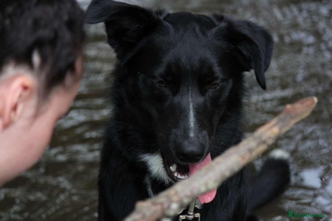 Border Collie dogs for sale: Border collie  - Image 3
