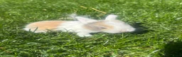 Mini Lop rabbits for sale: Beautiful coloured mini lops - Advert 3