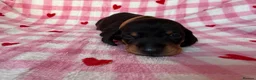 Miniature Dachshund dogs for sale: KC Isabella & Tan - 11 weeks for rehoming - Advert 25