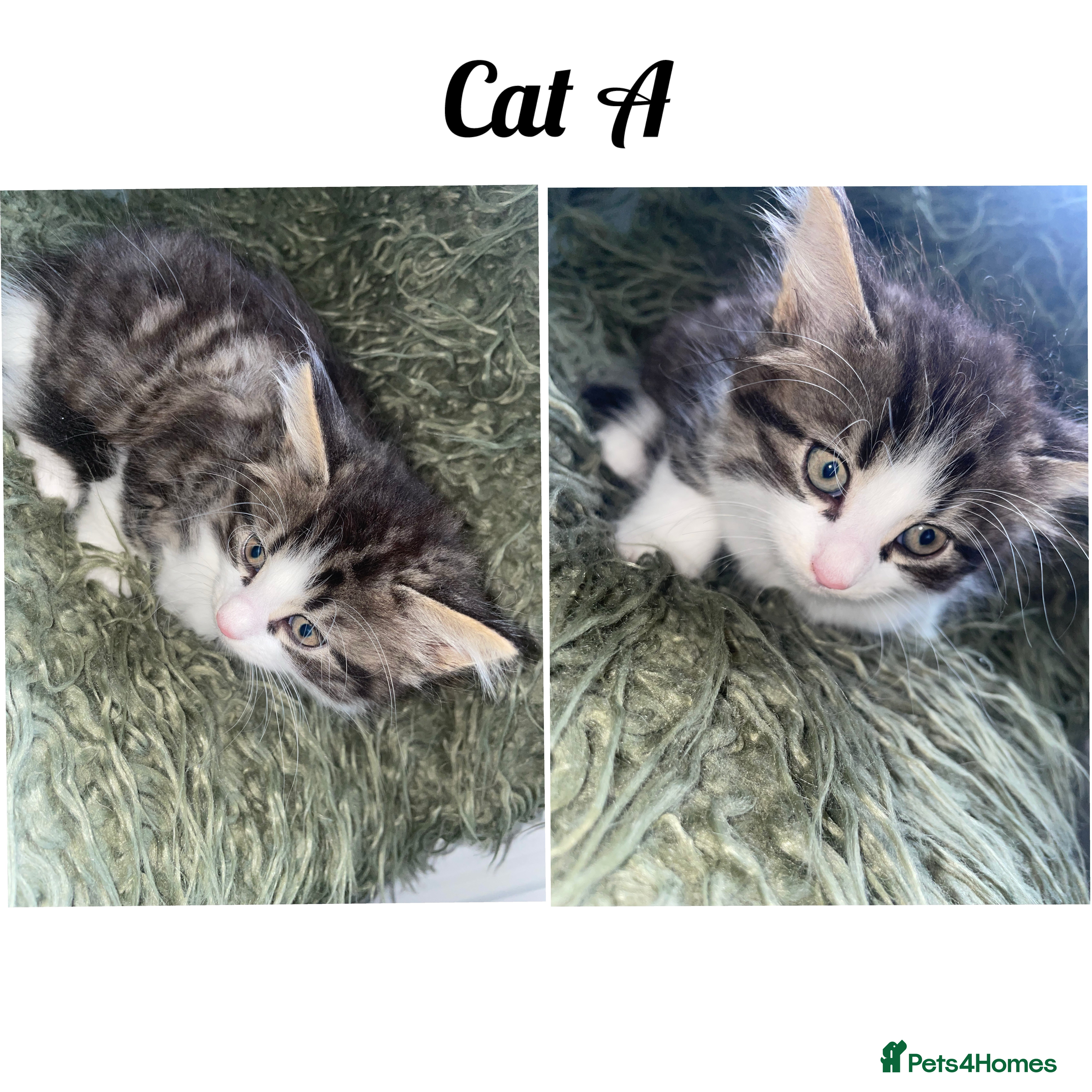 Mixed Breed cats for sale: Kittens ready to leave  in Halifax - Advert 6