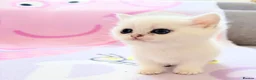 British Shorthair cats for sale: 😻TICA British Shorthair kittens 😻 - Advert 26