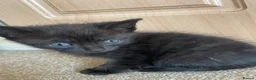 Mixed Breed cats for sale: Gorgeous black kittens  - Advert 5