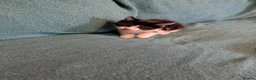 Mixed Breed cats for sale: 7 adorable kittens for sale £80-£100  - Advert 14