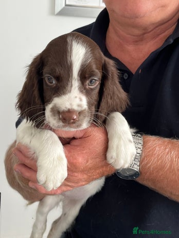 English Springer Spaniel dogs in Stirling - Advert 2