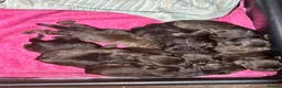 Labradoodle dogs for sale: Beautiful Chunky Chocolate Labradoodles - Advert 6