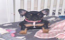 French Bulldog dogs for sale: 🐾Ready Now!! Adorable French Bulldog Puppies!  - Image 13