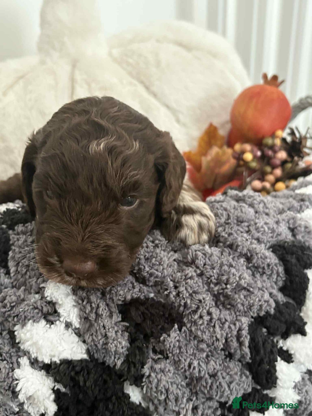 Mixed Breed dogs for sale: Double doodles  - Image 6