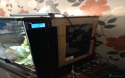 Gecko reptiles for sale: 2 x Female Tokay geckos and individual set ups - Image 18