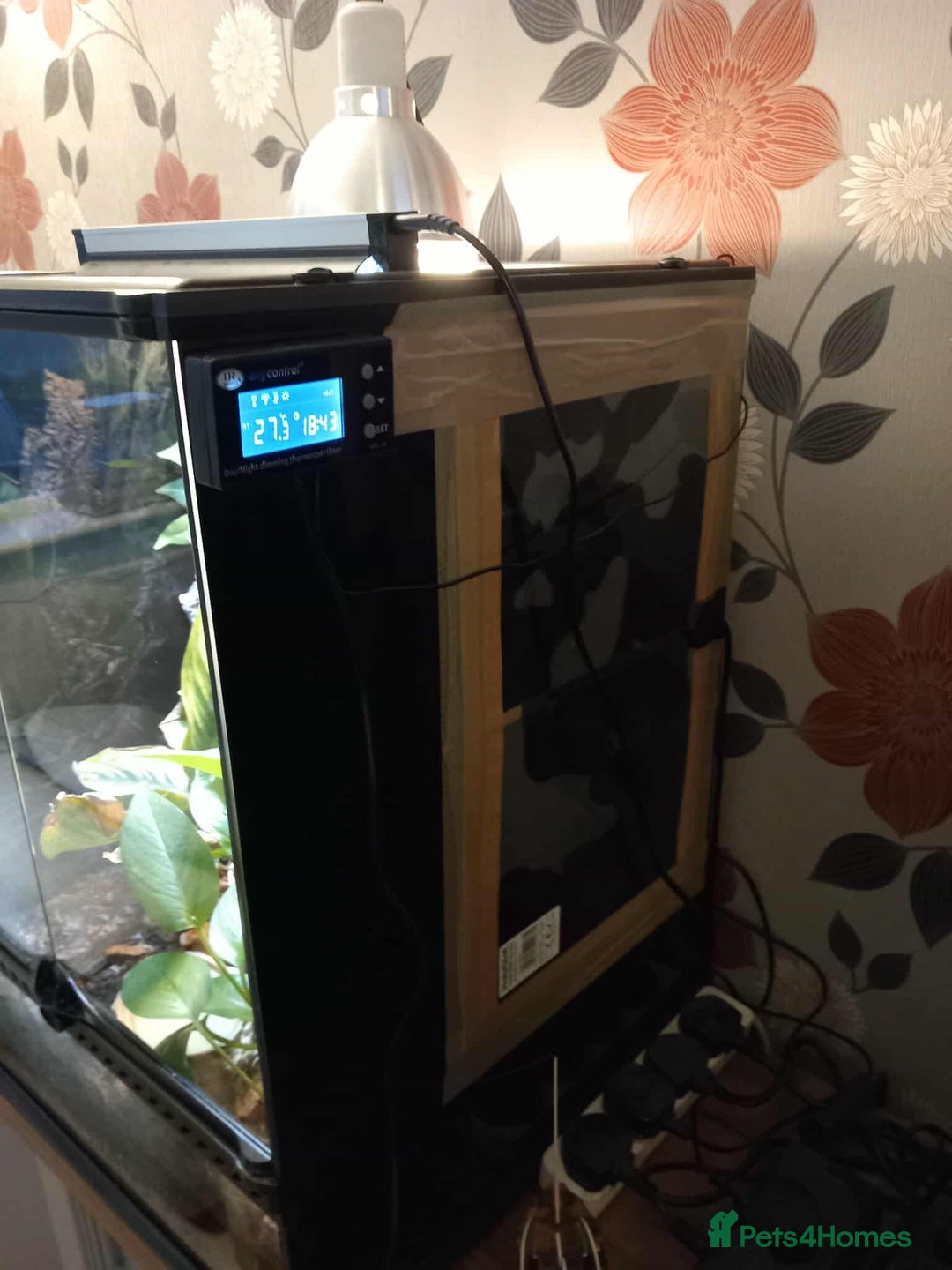 Gecko reptiles for sale: 2 x Female Tokay geckos and individual set ups - Image 18