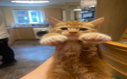 Mixed Breed cats for sale: Kittens for sale  - Image 2
