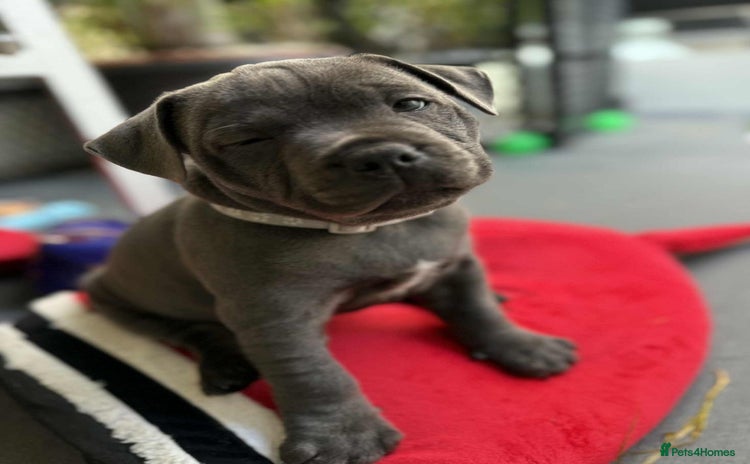 Staffordshire Bull Terrier dogs - Advert 3