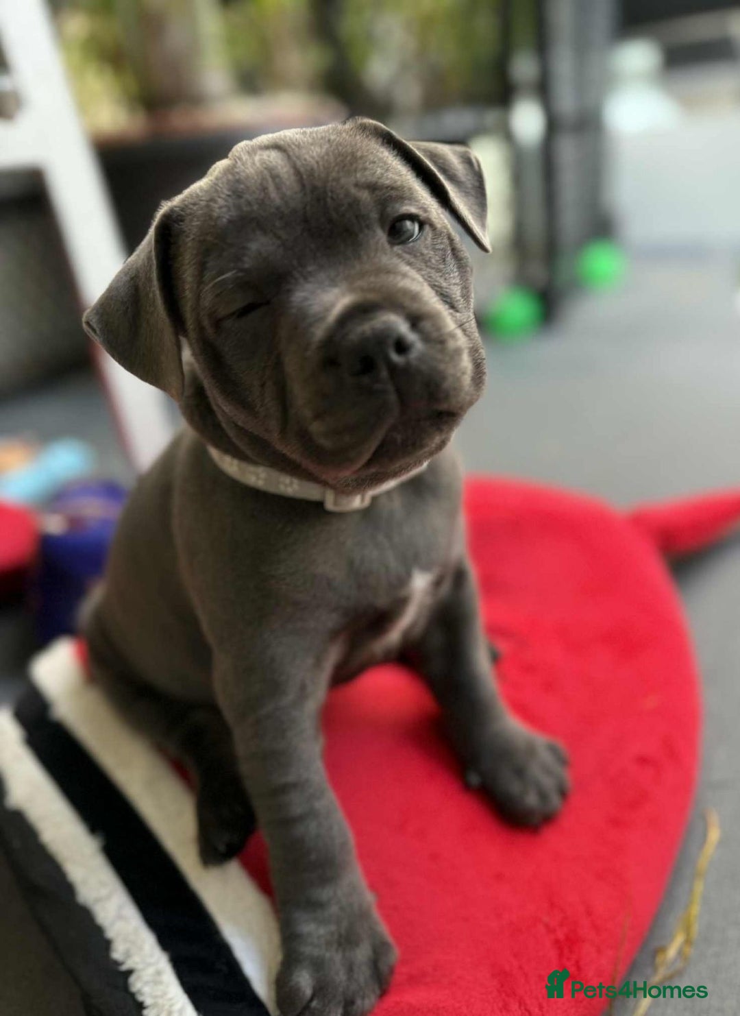 Staffordshire Bull Terrier dogs for sale: Healthy Favoured Blue Staffys for sale.  - Image 1