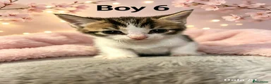 Domestic Shorthair 6