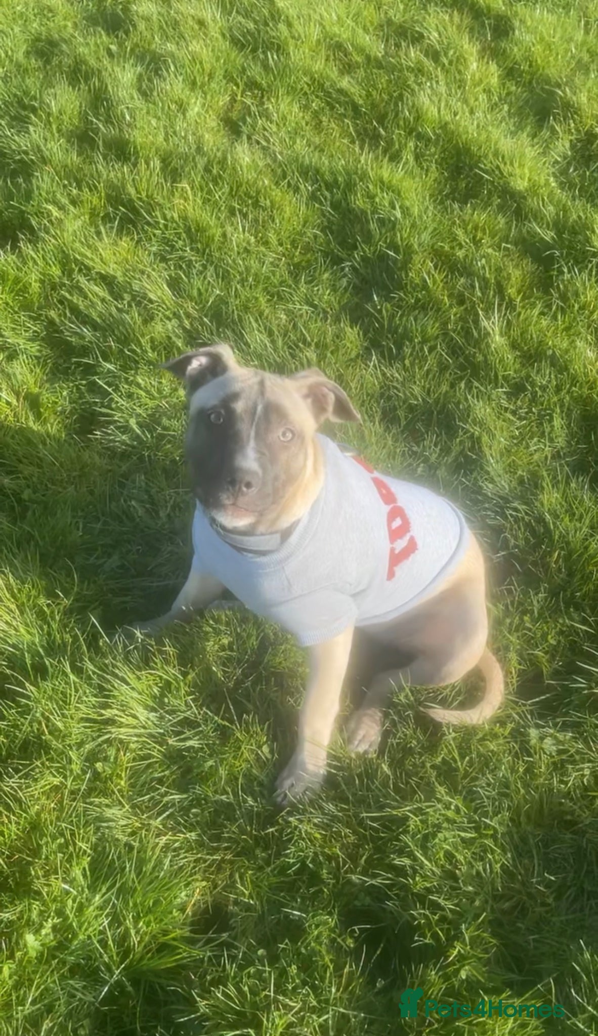 Mixed Breed dogs for sale: Nova <3 - Advert 3