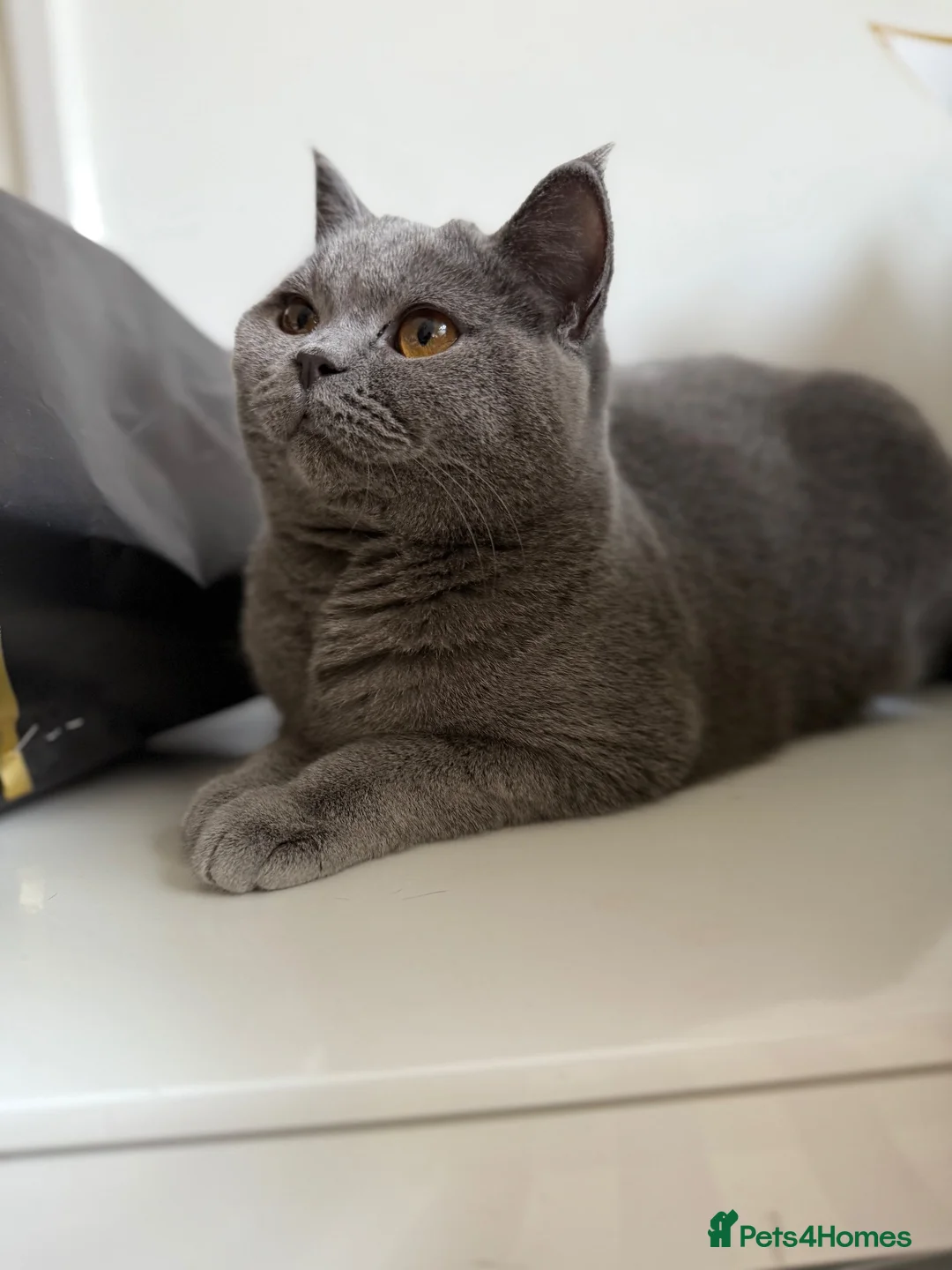 British Shorthair cats for sale: 100% Pedigree Champion British Shorthair kittens  - Advert 24