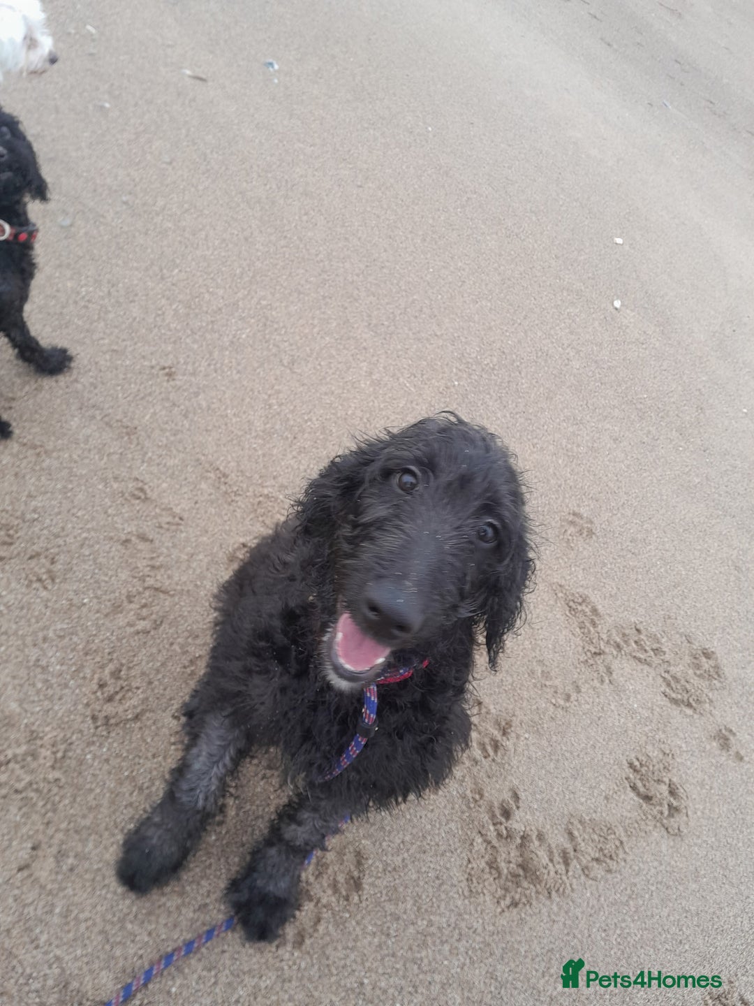 Goldendoodle dogs for sale: Beautiful 7 month old doodle - Advert 4