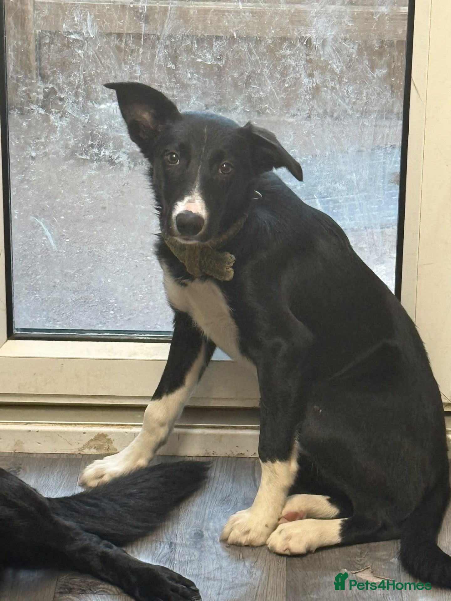 Border Collie dogs Male loving border collie  - Advert 1