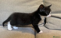 Mixed Breed cats for sale: 5 Beautiful fluffy kittens ready to be re-homed ❤️ - Image 15