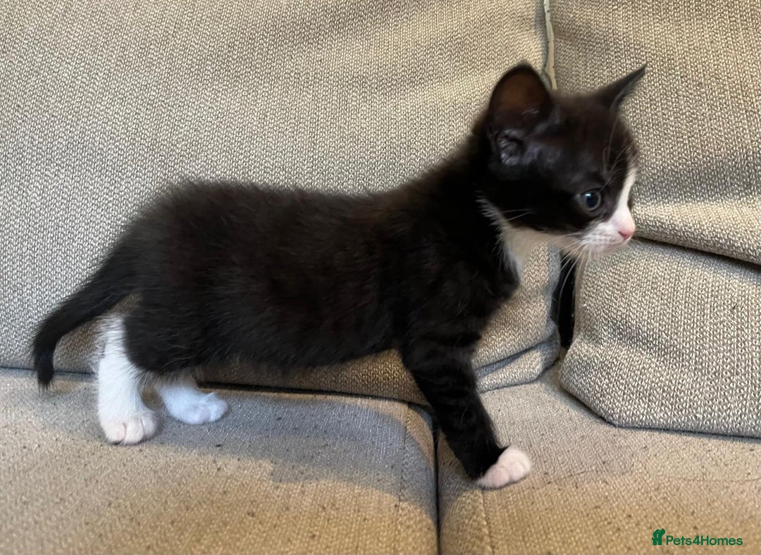 Mixed Breed cats for sale: 5 Beautiful fluffy kittens ready to be re-homed ❤️ - Image 15