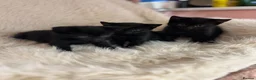 Mixed Breed cats for sale: Mixed kittens  - Advert 26
