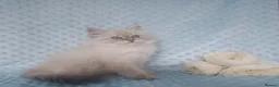Siberian cats for sale: GCCF Registered Siberian Kitten For Sale  - Advert 4