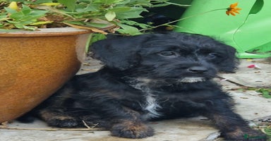 Mixed Breed dogs - Advert 7