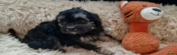 Cavapoo dogs for sale: Stunning Black and Tan Cavapoo puppies - Advert 10
