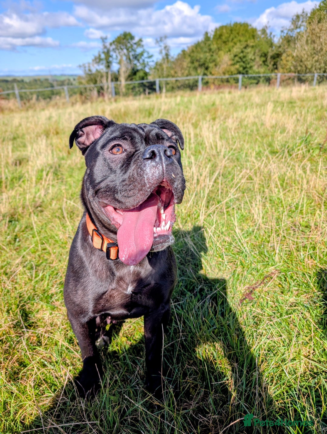 Old Tyme Bulldog dogs for sale: Female old tyme bulldog - Advert 6